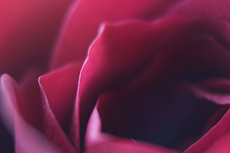 macro photography of flower thumbnail