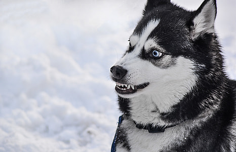 photography of white and black Siberian husky thumbnail