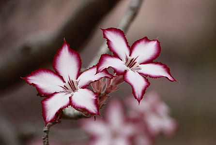selective focus photography of pink-and-white petaled flowers thumbnail