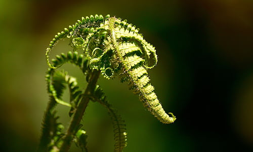 green leaves thumbnail