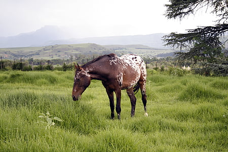 brown and white horse thumbnail
