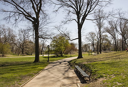 bench near tree thumbnail