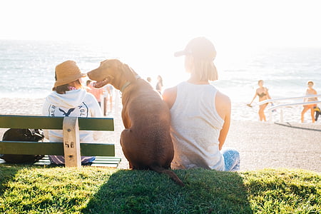 woman sitting beside the brown dog thumbnail
