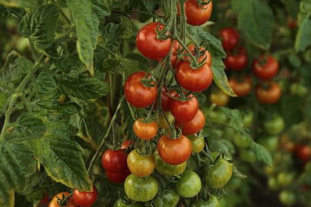 ripe and unripe tomatoes thumbnail