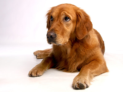 adult red golden retriever thumbnail