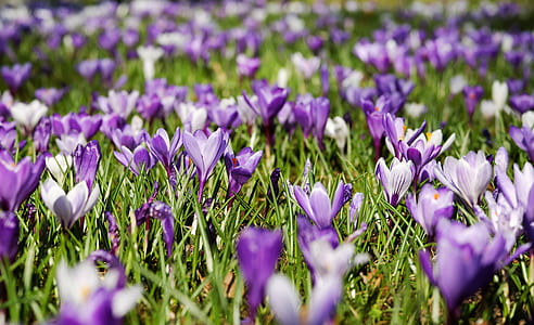purple-and-white flowers thumbnail