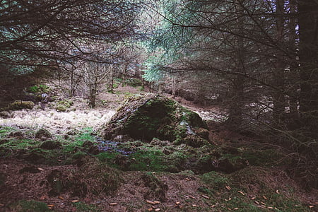 panoramic photo of trees and grasses thumbnail