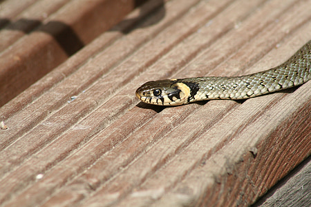 brown snake during daytime thumbnail