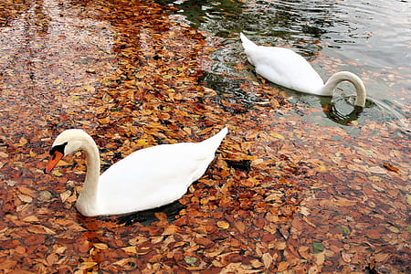 two white swans swimming on the water thumbnail