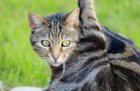 selective focus photography of brown tabby cat thumbnail