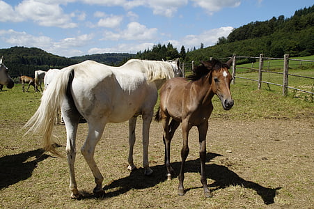 white and brown horse near brown wooden fence during daytme thumbnail