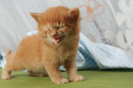 photo of orange tabby kitten thumbnail