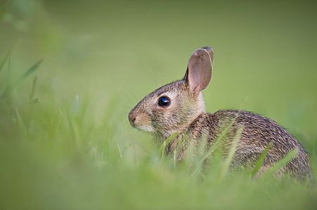 green grass, grass field, daytime, animal thumbnail