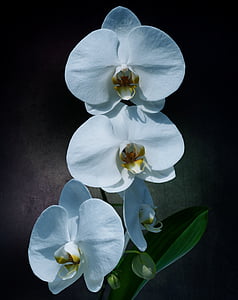 white orchids thumbnail