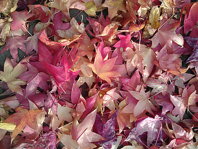 pink-and-purple petaled flower lot closeup photo thumbnail