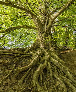 green leafed trees inside the jungle thumbnail