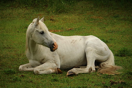 white horse lying on green grass thumbnail