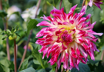 shallow focus photography of pink and yellow flower thumbnail