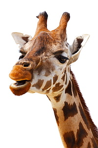 closeup photo of giraffe thumbnail