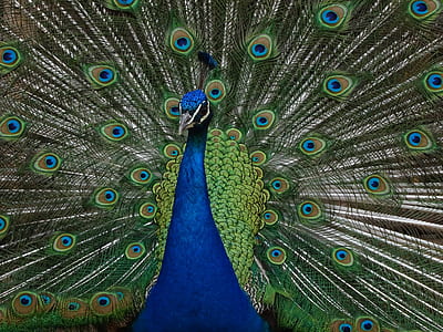 close-up photo of peacock thumbnail