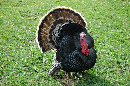 photo of black and brown turkey surrounded by green grass fields thumbnail