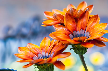macro photography of orange petaled flowers thumbnail