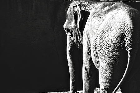grayscale photography of elephant thumbnail