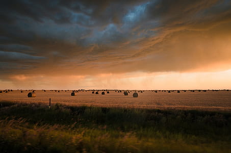 brown wheat field during daytime thumbnail