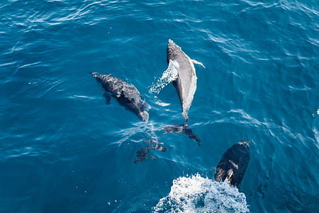two gray dolphins underwater during daytime thumbnail