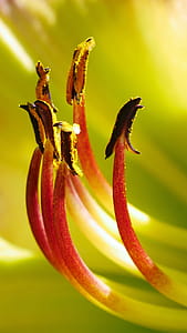 Day lily flower parts macro during summer time in Rutgers Garden NJ USA. thumbnail