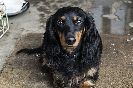 closeup photo of black and tan long-coated dachshund on area mat thumbnail