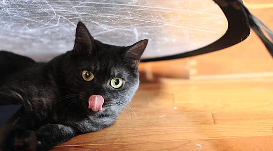 Black Cat Beside Brown Wooden Floor thumbnail