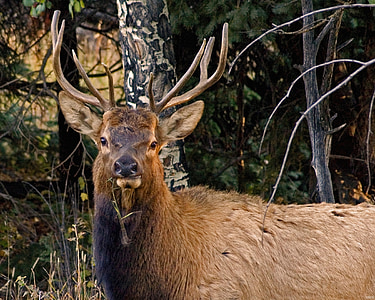 deer beside tree thumbnail