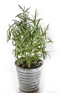green plant in white ceramic pot thumbnail