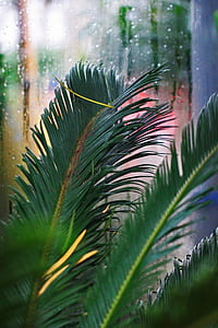 green palm leaf in shallow focus photography thumbnail