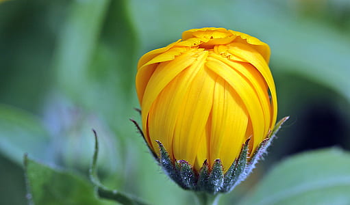 yellow petaled flower selective focus photography thumbnail