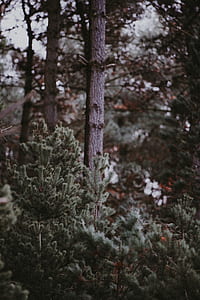 tilt shift lens photo of tree branch thumbnail