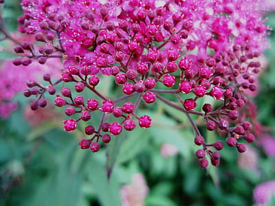 red petaled flower during daytime thumbnail