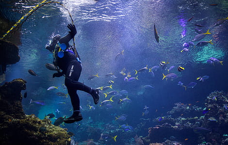 underwater photography of person playing with blue tangs thumbnail