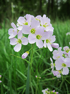 Cardamine Pratensis, Cuckooflower thumbnail