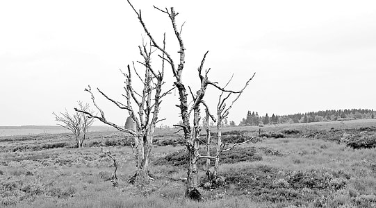 grayscale photo of bare tree thumbnail