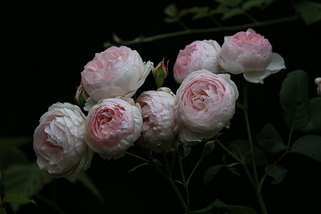 close-up photography of seven pink petaled flowers thumbnail