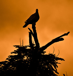 silhouette of dove perched on twig thumbnail