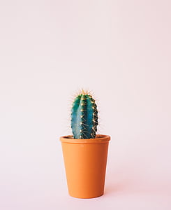 green cactus thumbnail