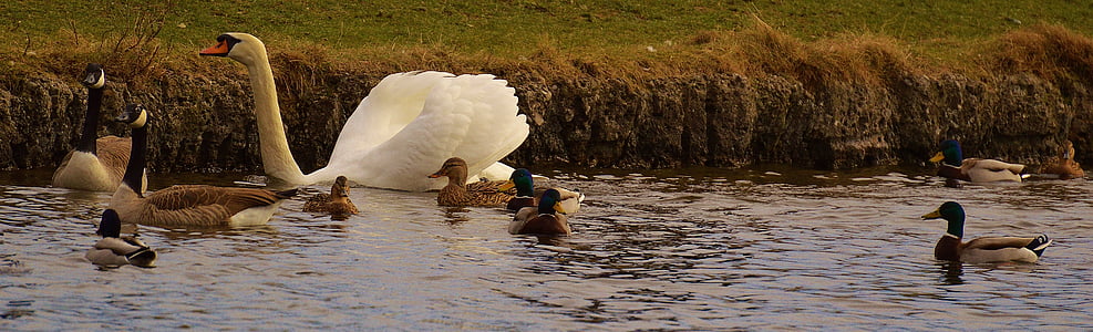 geese on water near grasses thumbnail