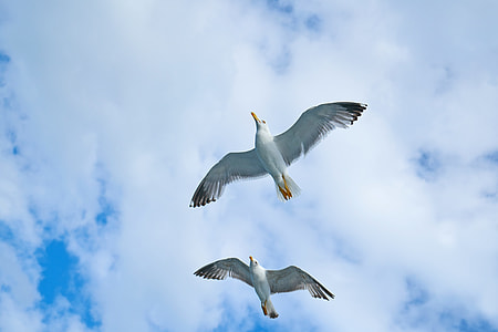 two white king fisher flying high thumbnail
