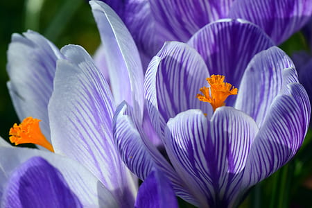close-up of a purple crocus flowers thumbnail