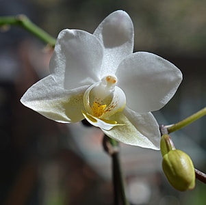 Hybrid Phalaenopsis, Phalaenopsis thumbnail