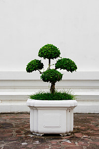 green leafed plant in white pot thumbnail