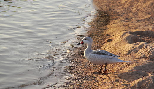 white duck standing near body of water thumbnail